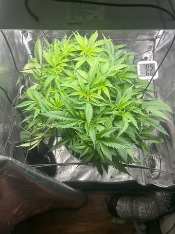 2nd Run — vegetative, day 69