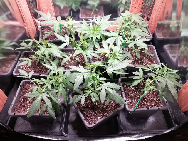 Critical Feminisiert Ganjafarmer  — vegetative, day 31