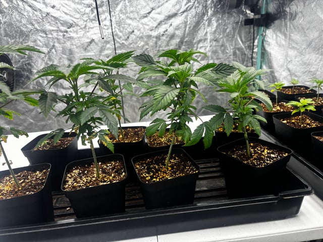 PKB remix/PotG — seedling_rooting, day 37