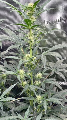 Auto Flower — flower, day 31