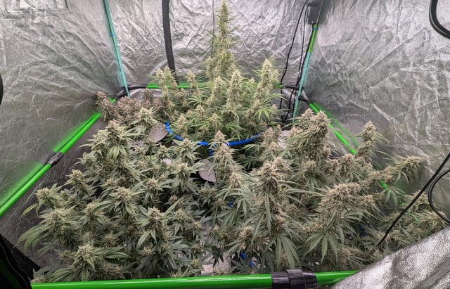 Perpetual Autoflower Mixed Grow #3 — flower, day 69