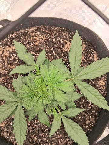 Seedman mix auto & seedman mix auto & GodFather OG — vegetative, day 39