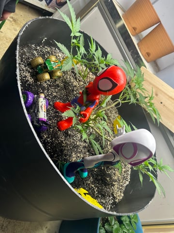 Gelly Mama and Sugar Tree — flower, day 163