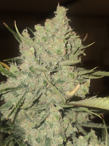 Autos AGAIN — flower, day 83