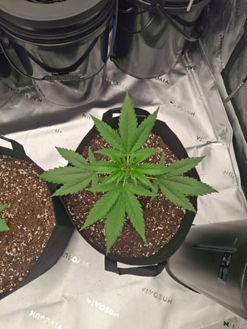 Do Si Dos -Cookies — vegetative, day 24