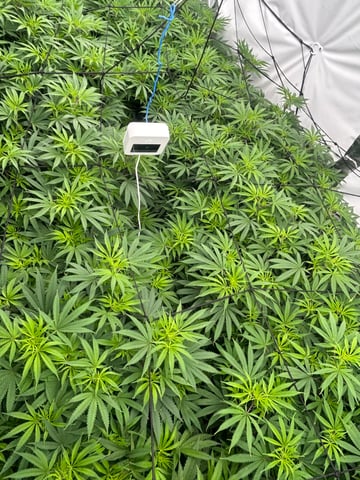 zunami s1 grounded genetics  — flower, day 43