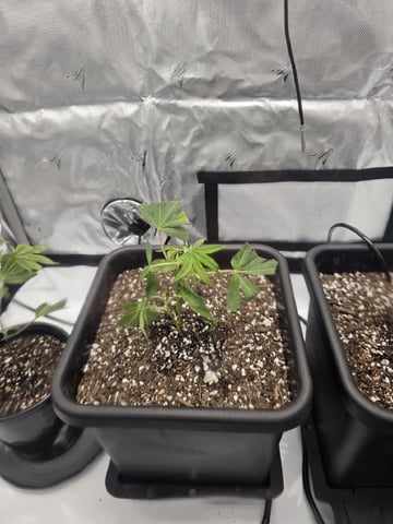 First Grow — vegetative, day 1
