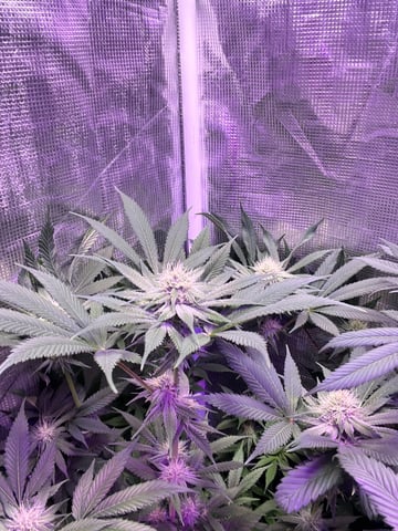 Cherry Pie  — flower, day 63