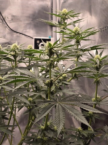  1 Blue Zushi x Venom & 1 Jack Here x Strawberry Cookies OG — flower, day 63