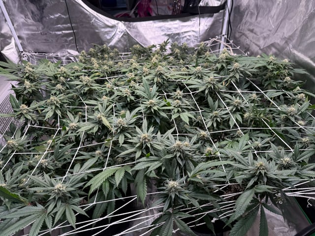 Green Gelato — flower, day 84