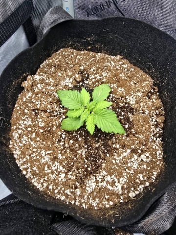 Coco Grow — seedling_rooting, day 12