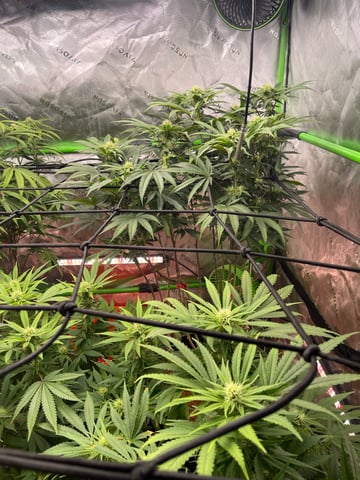 Phx_Freedom — flower, day 71