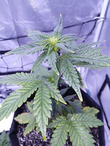 CountryG  — seedling_rooting, day 31