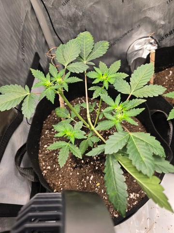 Durban Poison — seedling_rooting, day 37