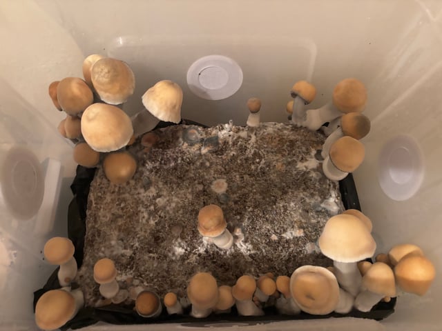 First magic mushroom grow — flower, day 86