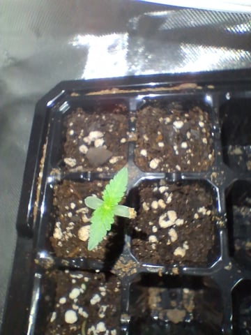 Free Seeds — seedling_rooting, day 16