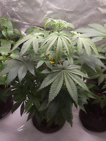 blue dream bag seed — vegetative, day 29