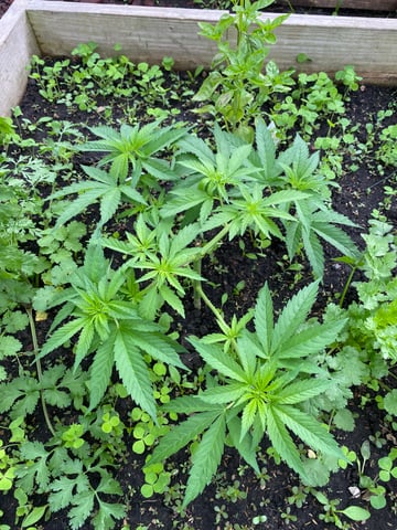 queen of soul X cap junky  — vegetative, day 62