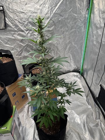 white runtz auto flower — flower, day 49