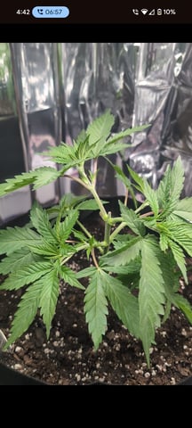 B E A utiful  — vegetative, day 32