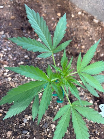 3 seeds  — vegetative, day 41