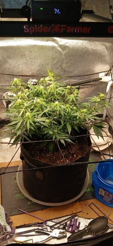 Diesel Auto Round 2