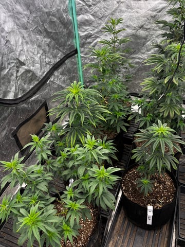 Mixed Freebies — flower, day 67