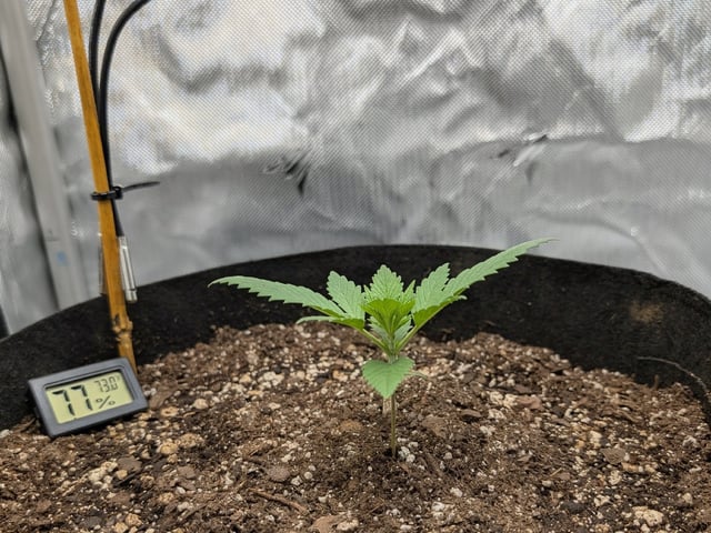 Cinderella 99 — vegetative, day 16