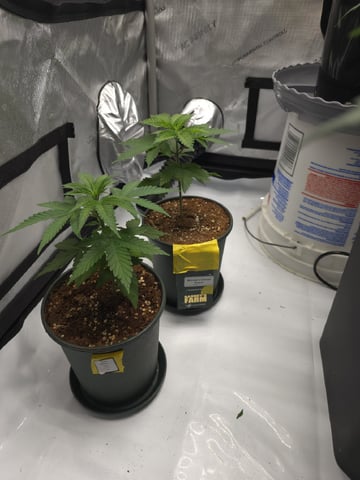 Candy,Punch,Lobsta — vegetative, day 5