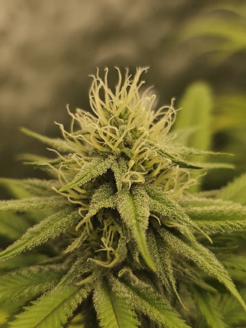 Dwc & Soil Run.  — flower, day 76