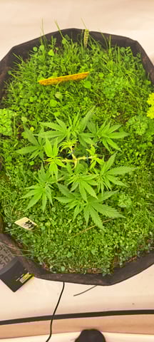 First Grow with the new setup  — vegetative, day 29