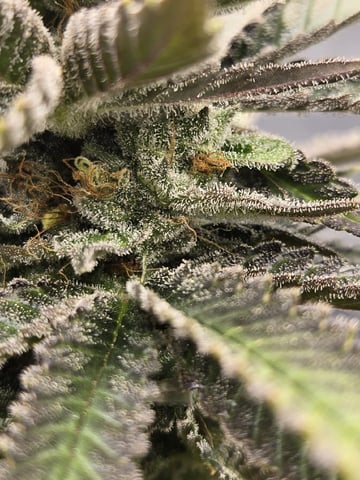 First Indoor Grow — flower, day 119