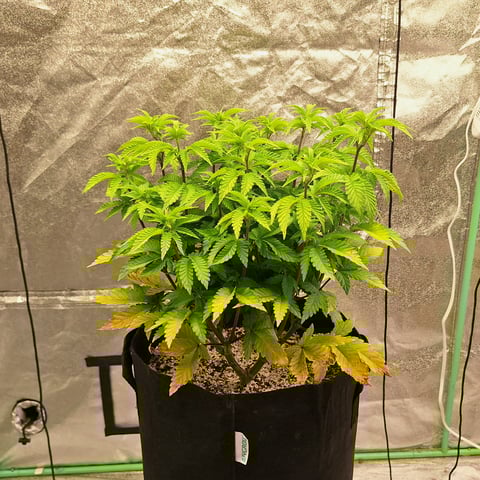 Blackberry Kush — vegetative, day 59