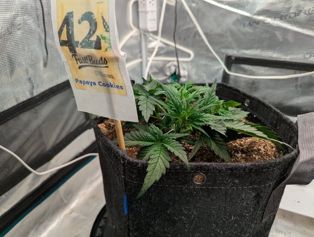 Fastbudz Payaya Cookies — vegetative, day 24