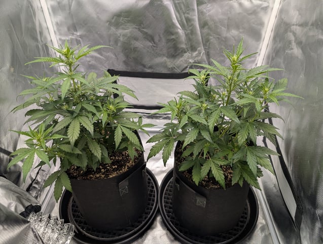 Steve's grow — vegetative, day 30