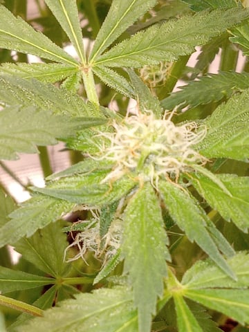 critical purple kush x peyote wifi  in the auto pot system tray 2 grow with added microhazian to the coco coir  — flower, day 79