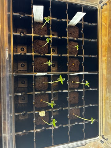 Mixed Freebies — seedling_rooting, day 5