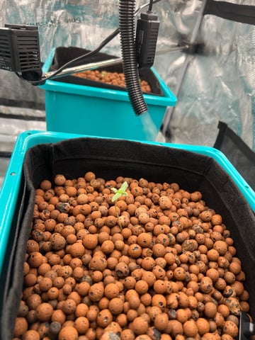 Auto Flower #1 — seedling_rooting, day 7