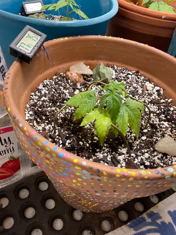 kush — vegetative, day 9