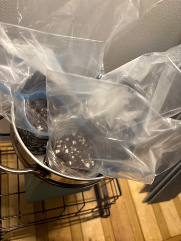 No Identity Seeds — grow_setup, day 1