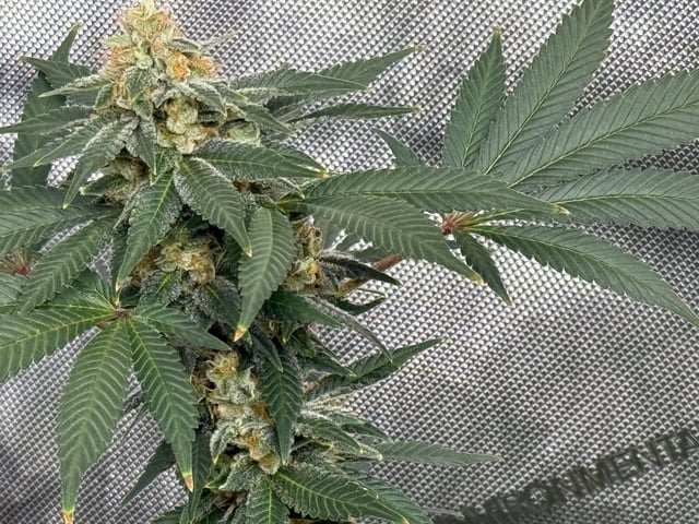 boom420 — flower, day 84