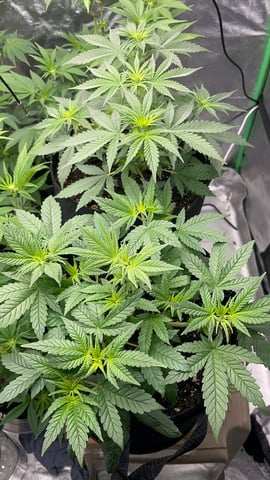 420 Fast Buds Mixed Pack — vegetative, day 30