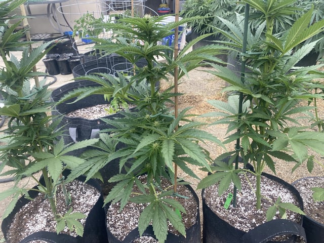 Auto Grow #1 2026 — flower, day 49