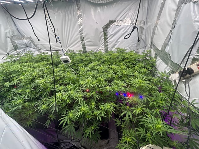 zunami s1 grounded genetics  — flower, day 52