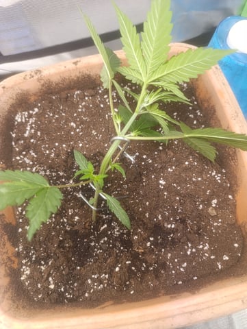 Purple Amnesia Autoflower — vegetative, day 20