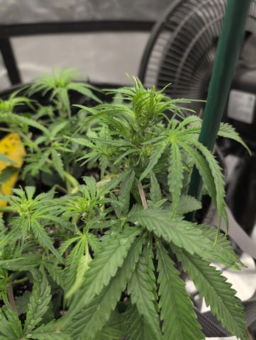 memphisto 3 bears OG, ethos high note r1 — flower, day 33