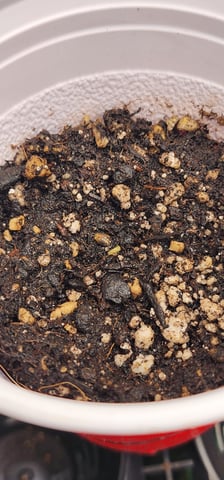 1st grow Dr. Nefario — seedling_rooting, day 8