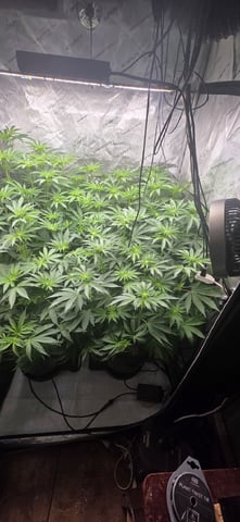 Maple Nectar  — flower, day 54