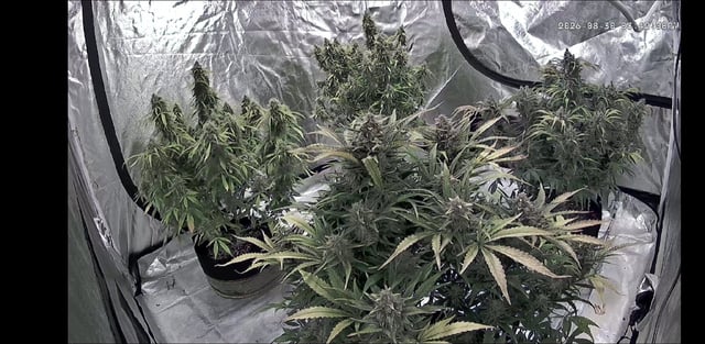 Autos AGAIN — flower, day 94