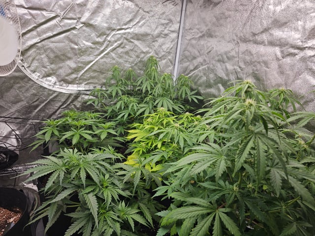 round 2 — vegetative, day 44
